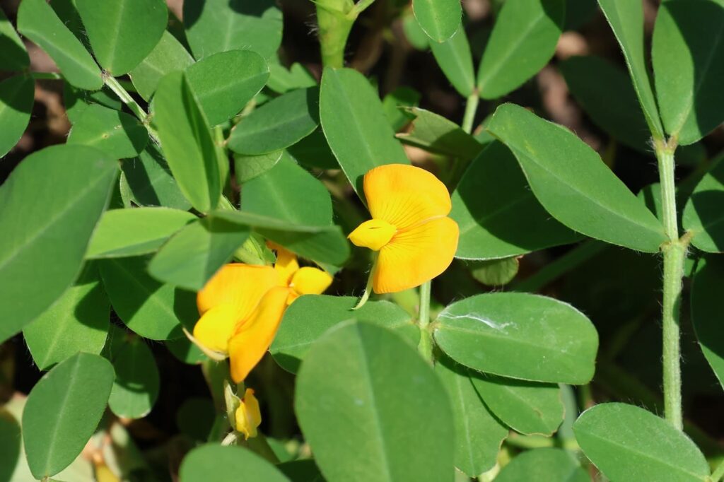 落花生千葉半立ちとは？読み方や特徴、美味しい食べ方を紹介！